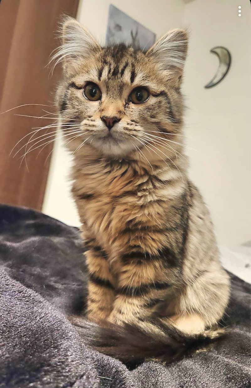 Pearl, an adoptable Domestic Medium Hair in Laramie, WY, 82073 | Photo Image 2