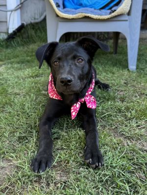 Meet Venus Venus is a happy energetic and mischievous pup - she loves exploring the back yard pl