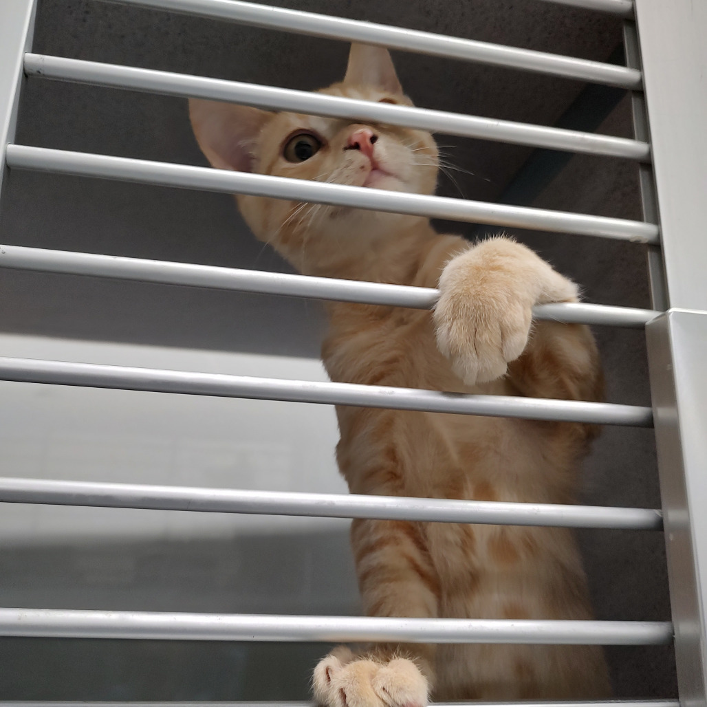 Heathcliff
