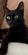Emerald photo 2