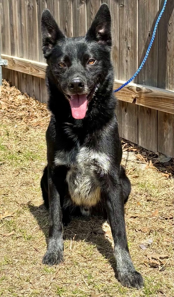 Hopper, an adoptable Shepherd, Cattle Dog in Great Bend, KS, 67530 | Photo Image 1