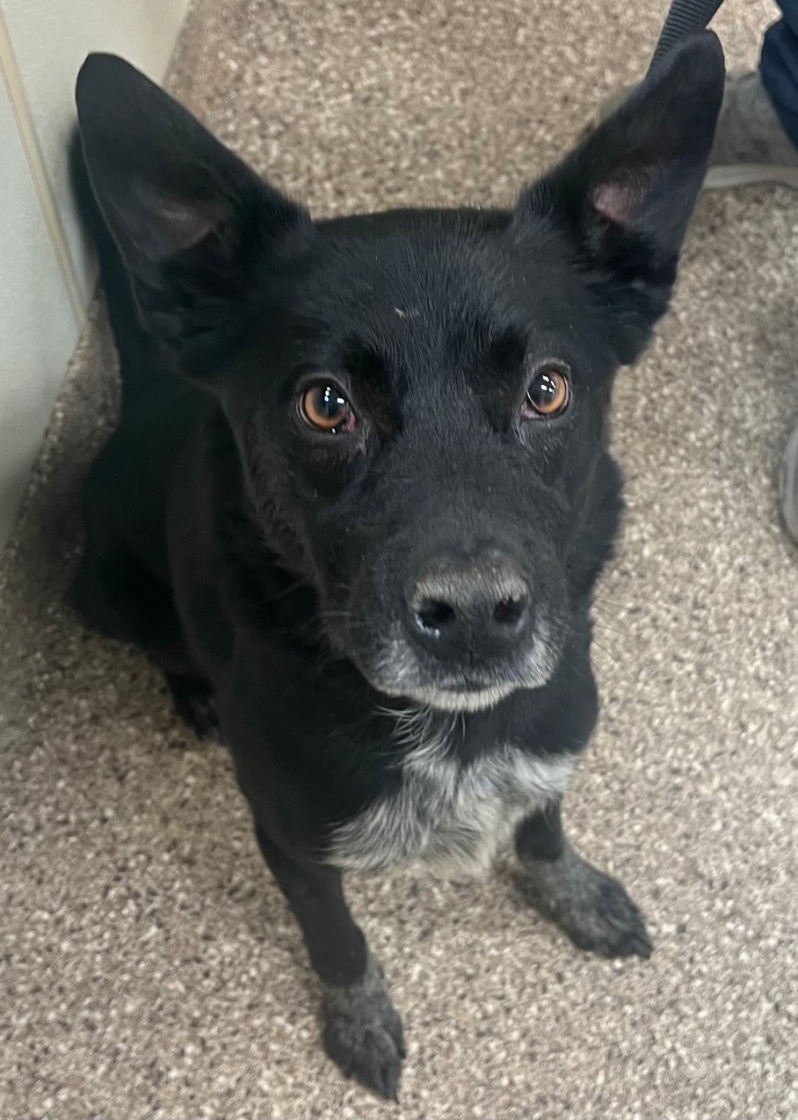 Hopper, an adoptable Shepherd, Cattle Dog in Great Bend, KS, 67530 | Photo Image 2