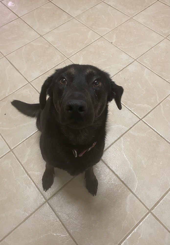 Lulu Girl