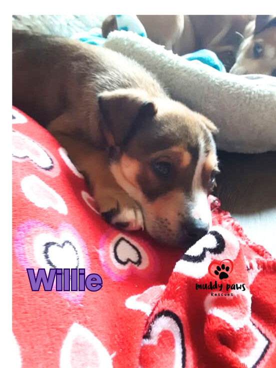 Kira's Litter: Willie
