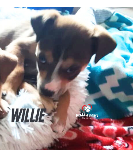 Kira's Litter: Willie
