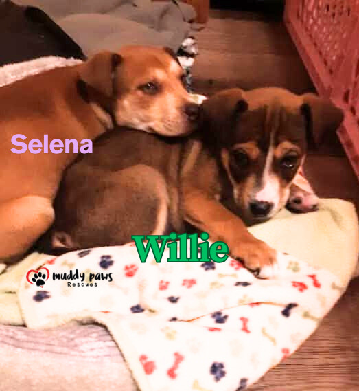 Kira's Litter: Willie