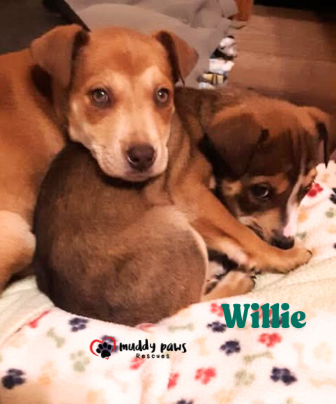 Kira's Litter: Willie