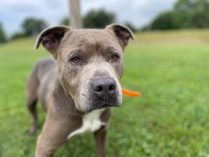 Athos is a five-year-old dove grey Pit Bull Terrier found in the Wildwood area running with two othe