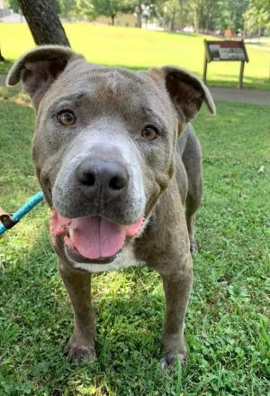 Athos Pit Bull Terrier Dog