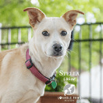 Stella