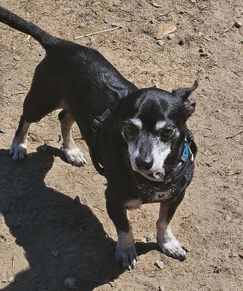 Pepper