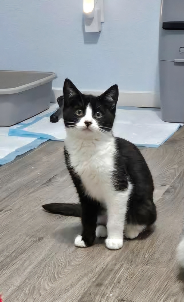 Amity, an adoptable Domestic Short Hair in Vancouver, WA, 98661 | Photo Image 1