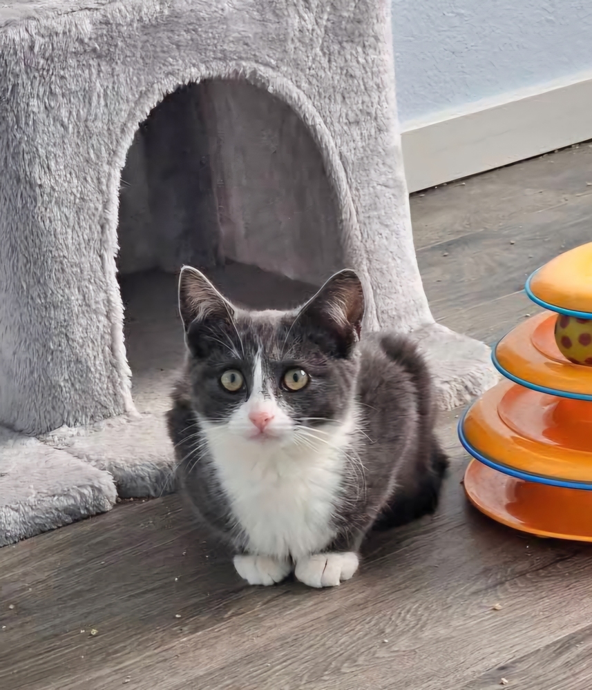 Bly, an adoptable Domestic Short Hair in Vancouver, WA, 98661 | Photo Image 1