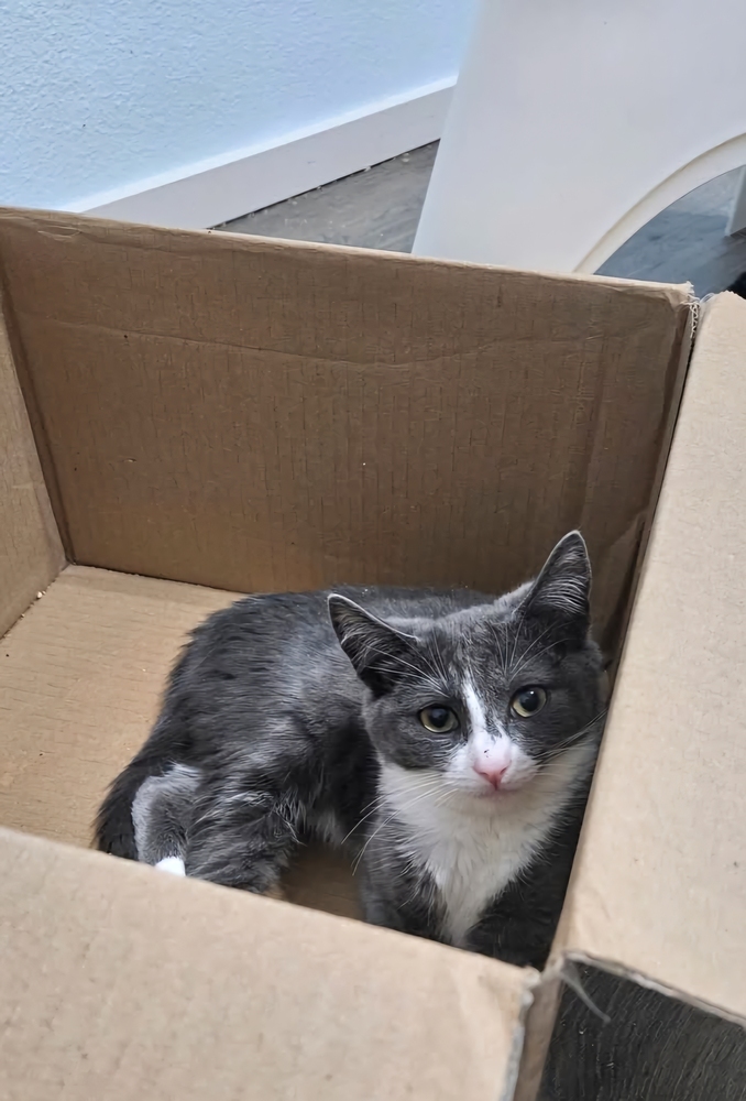 Bly, an adoptable Domestic Short Hair in Vancouver, WA, 98661 | Photo Image 2