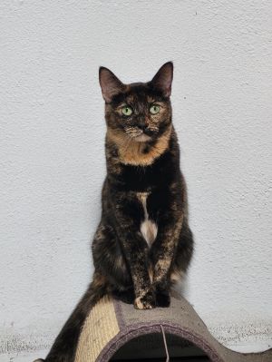 Violet(Francesca