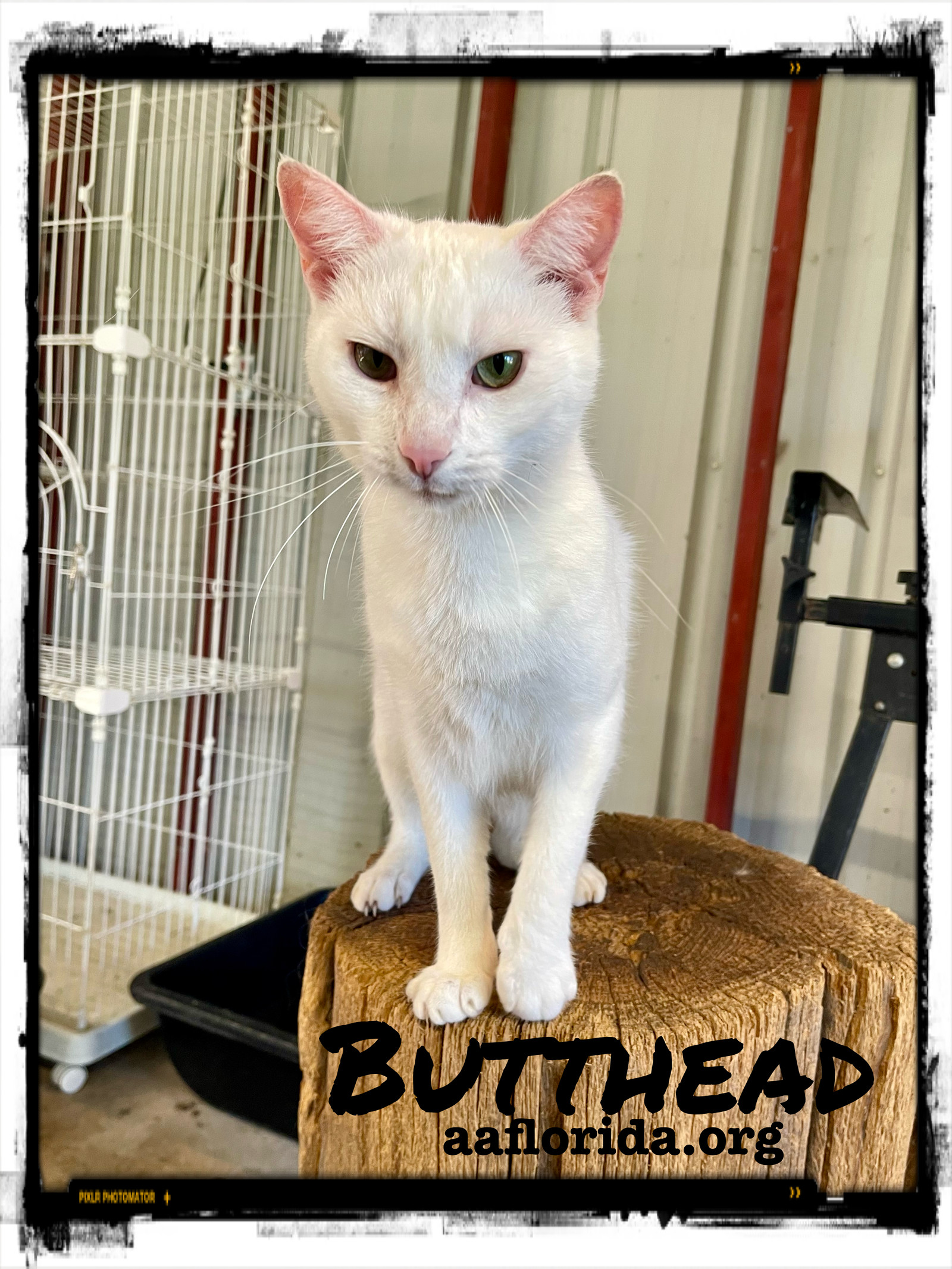 Butthead *Cyd