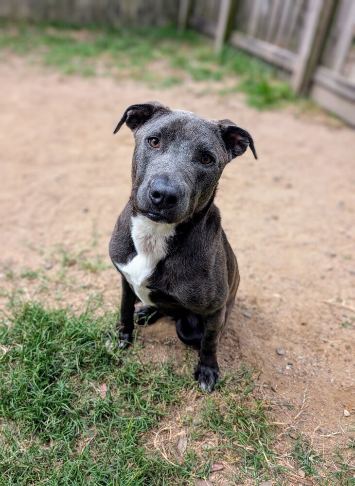 Zuko A-137437, an adoptable Pit Bull Terrier in Halifax, NS, B3J 3A5 | Photo Image 1