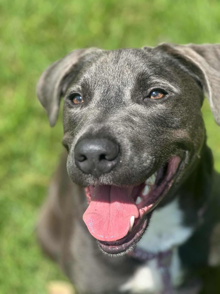 Zuko A-137437, an adoptable Pit Bull Terrier in Halifax, NS, B3J 3A5 | Photo Image 1