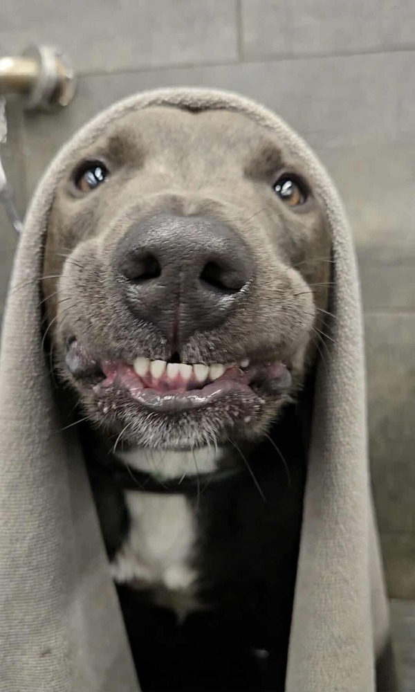 Zuko A-137437, an adoptable Labrador Retriever, Pit Bull Terrier in Halifax, NS, B3J 3A5 | Photo Image 1
