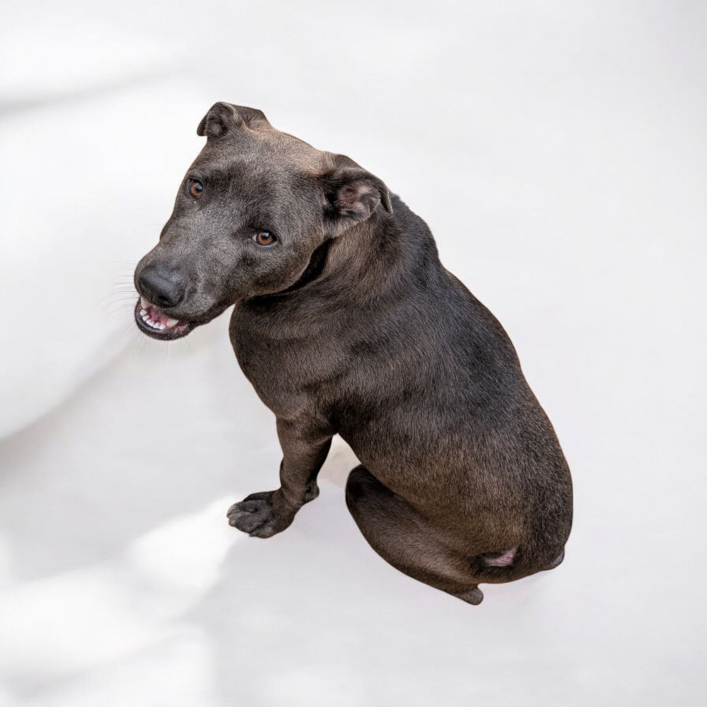 Zuko A-137437, an adoptable Pit Bull Terrier in Halifax, NS, B3J 3A5 | Photo Image 2