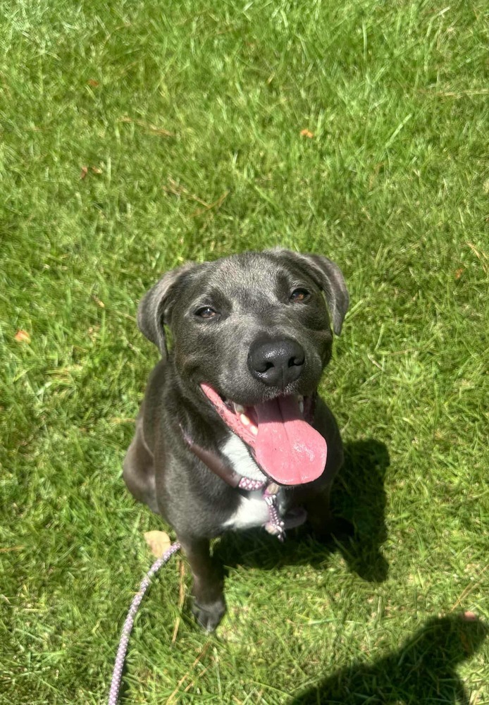 Zuko A-137437, an adoptable Pit Bull Terrier in Halifax, NS, B3J 3A5 | Photo Image 2