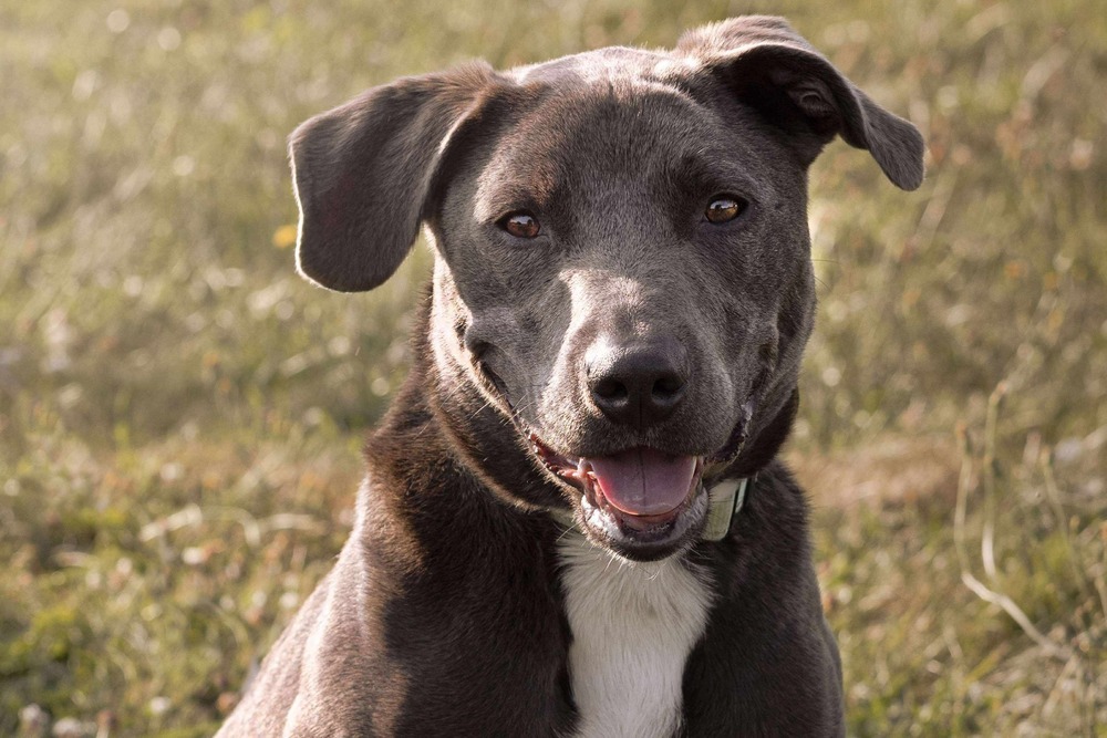 Zuko A-137437, an adoptable Labrador Retriever, Pit Bull Terrier in Halifax, NS, B3J 3A5 | Photo Image 2