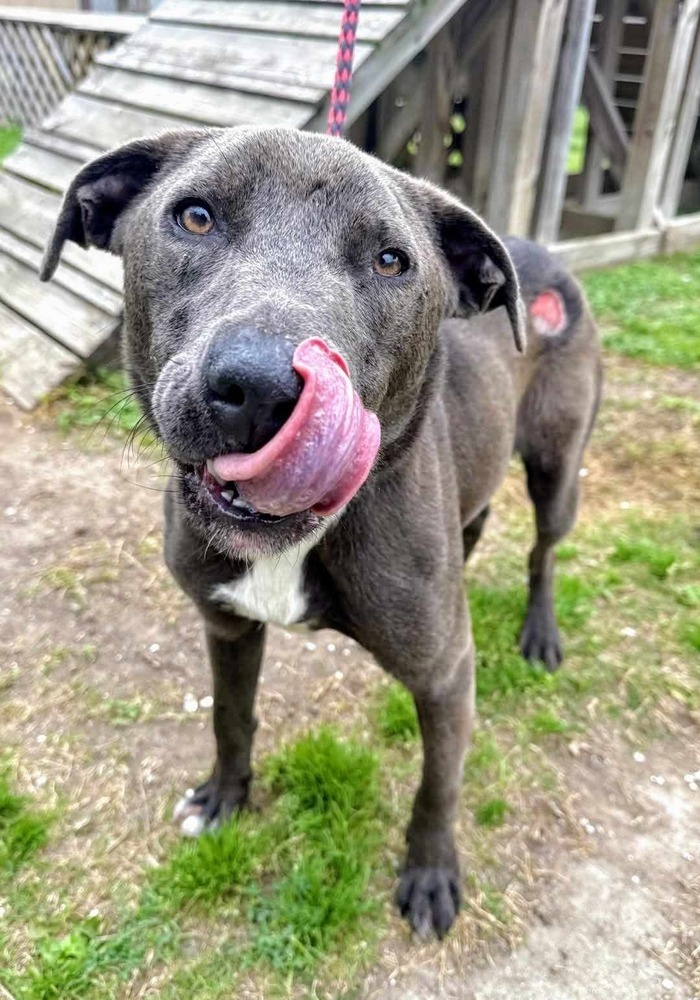 Zuko A-137437, an adoptable Pit Bull Terrier in Halifax, NS, B3J 3A5 | Photo Image 3