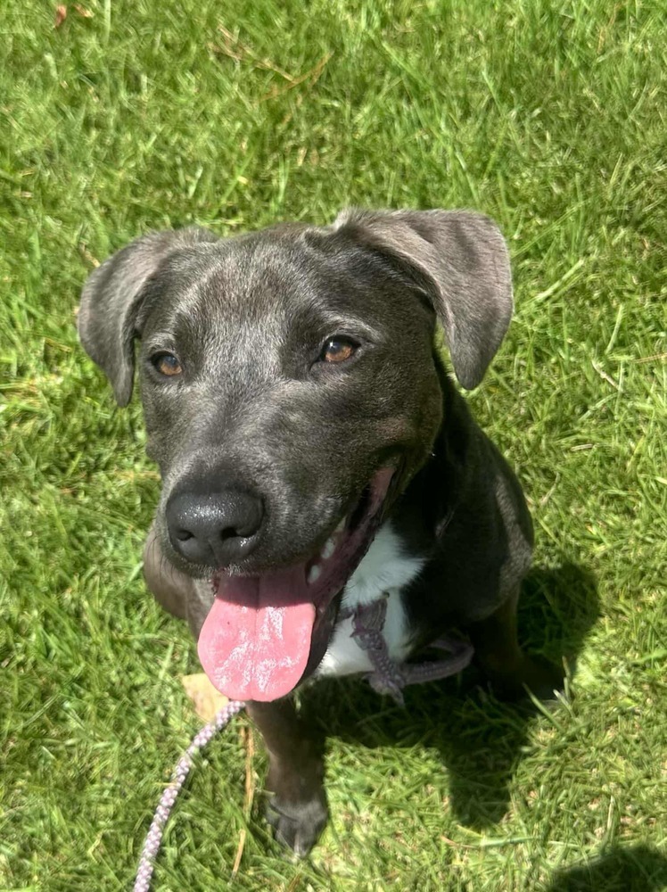 Zuko A-137437, an adoptable Pit Bull Terrier in Halifax, NS, B3J 3A5 | Photo Image 3