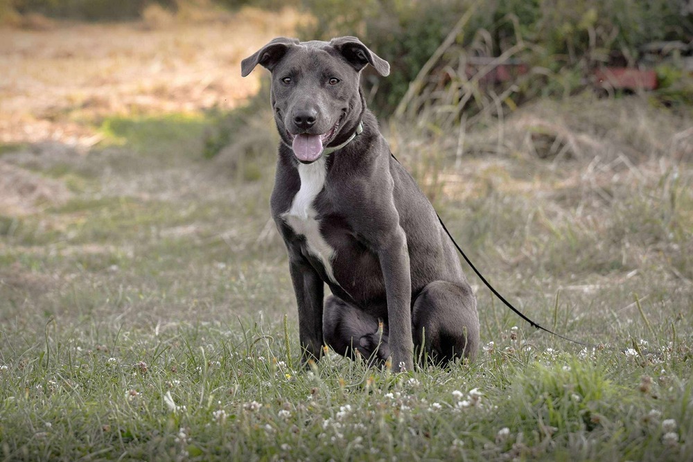 Zuko A-137437, an adoptable Labrador Retriever, Pit Bull Terrier in Halifax, NS, B3J 3A5 | Photo Image 3
