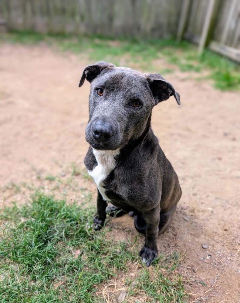Zuko A-137437, an adoptable Pit Bull Terrier in Halifax, NS, B3J 3A5 | Photo Image 4