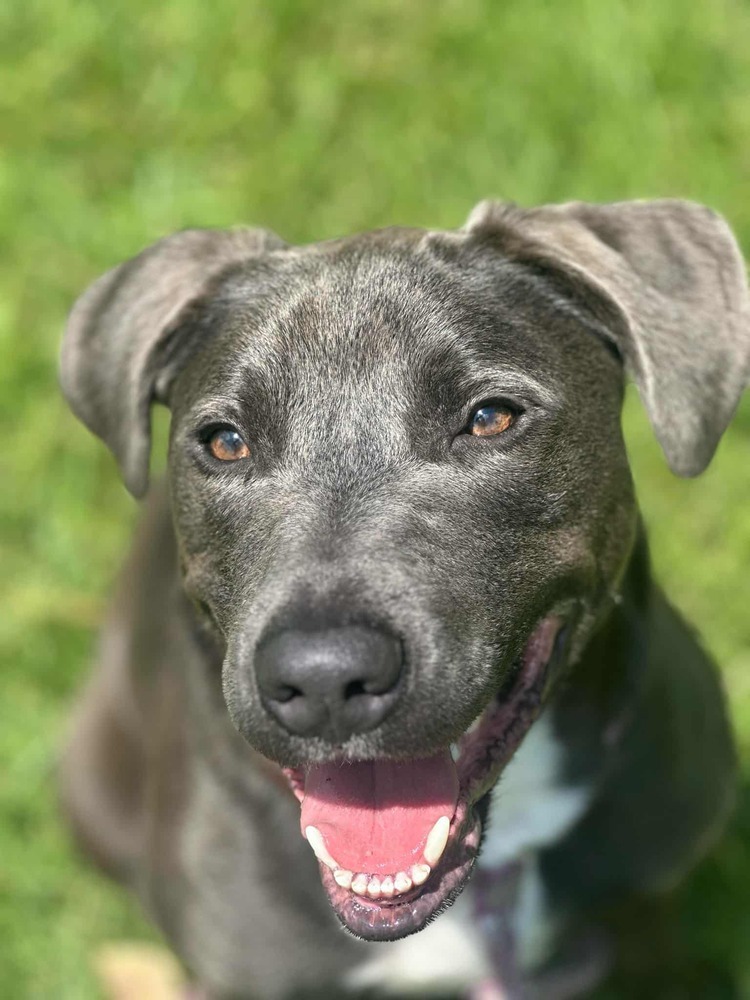 Zuko A-137437, an adoptable Pit Bull Terrier in Halifax, NS, B3J 3A5 | Photo Image 4