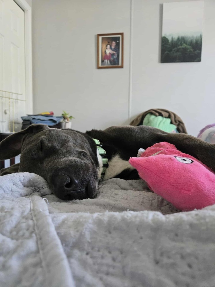 Zuko A-137437, an adoptable Labrador Retriever, Pit Bull Terrier in Halifax, NS, B3J 3A5 | Photo Image 4