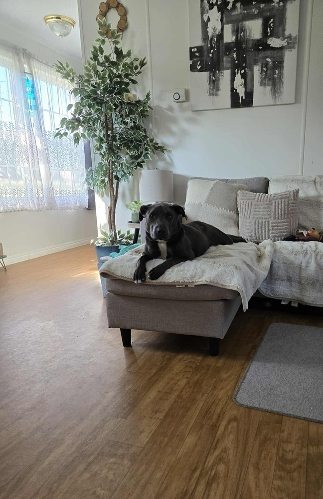 Zuko A-137437, an adoptable Labrador Retriever, Pit Bull Terrier in Halifax, NS, B3J 3A5 | Photo Image 5