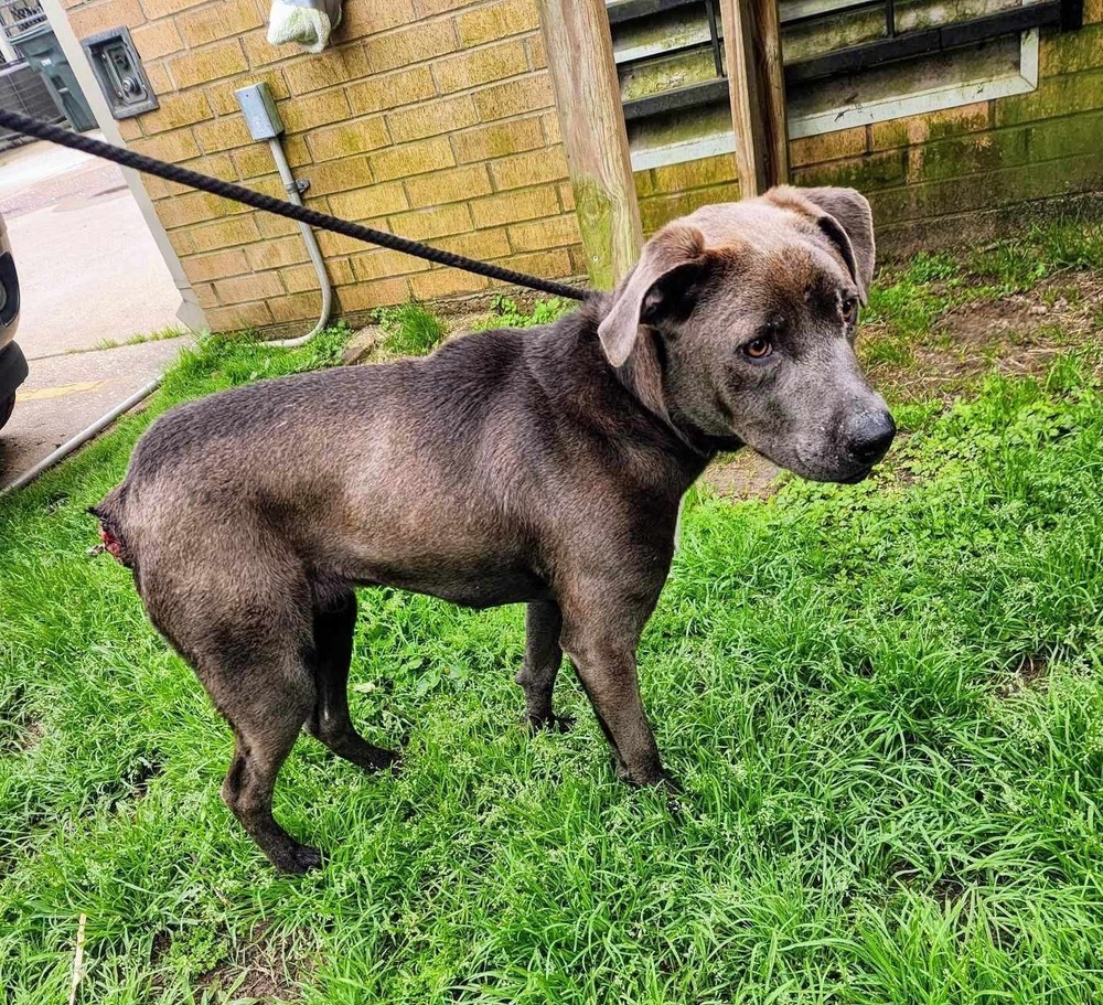 Zuko A-137437, an adoptable Pit Bull Terrier in Halifax, NS, B3J 3A5 | Photo Image 6