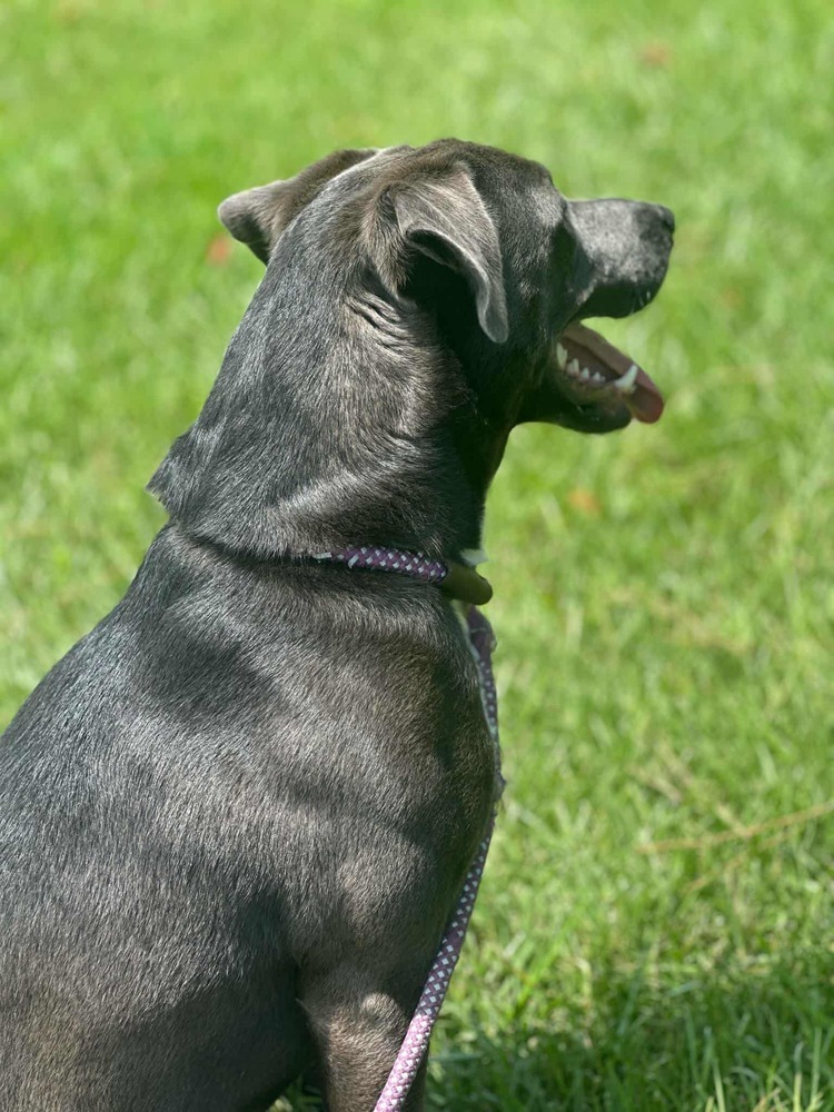 Zuko A-137437, an adoptable Pit Bull Terrier in Halifax, NS, B3J 3A5 | Photo Image 6
