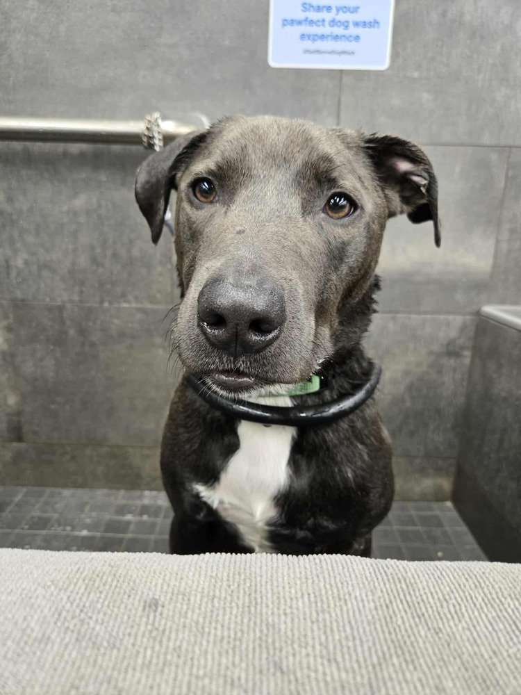 Zuko A-137437, an adoptable Labrador Retriever, Pit Bull Terrier in Halifax, NS, B3J 3A5 | Photo Image 6