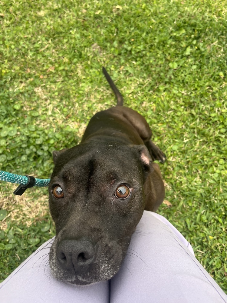 Denny, an adoptable Labrador Retriever in Charlottetown, PE, C1A 4B7 | Photo Image 5