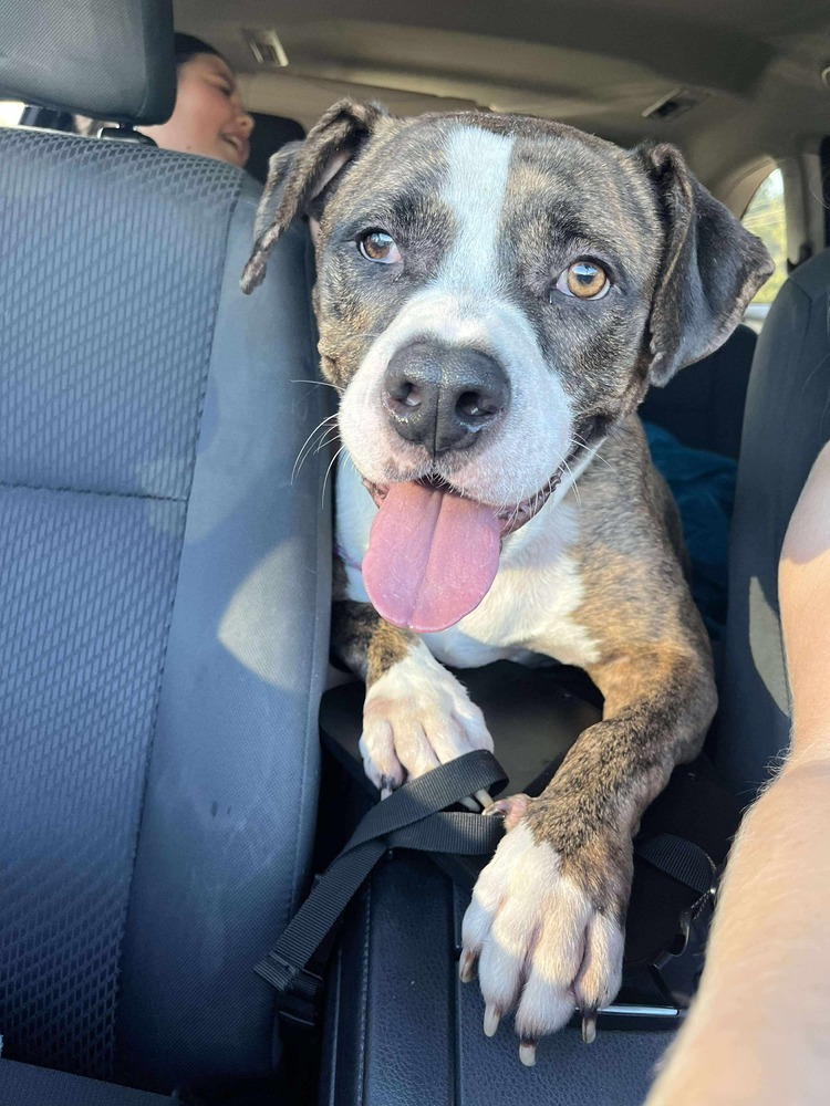 Westin BAC-A-4188, an adoptable Retriever in Halifax, NS, B3J 3A5 | Photo Image 1