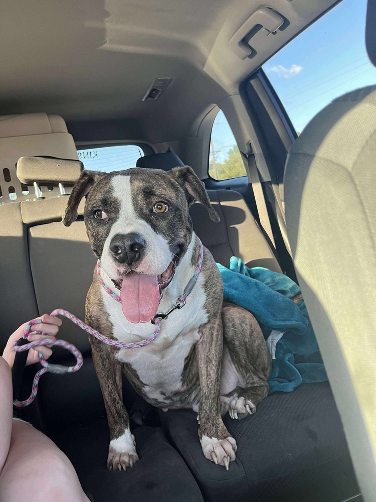 Westin #A4188, an adoptable Retriever in Halifax, NS, B3J 3A5 | Photo Image 2