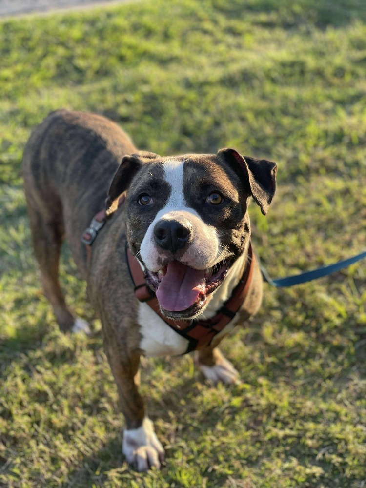 Westin BAC-A-4188, an adoptable Retriever in Halifax, NS, B3J 3A5 | Photo Image 3