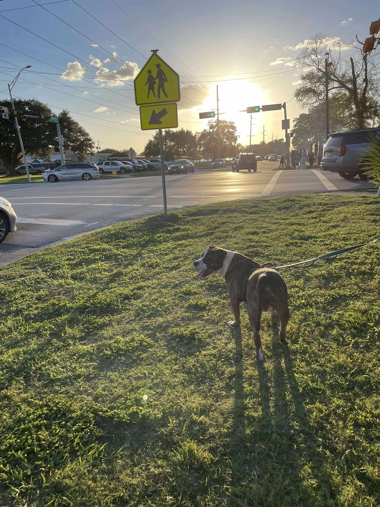 Westin #A4188, an adoptable Retriever in Halifax, NS, B3J 3A5 | Photo Image 5