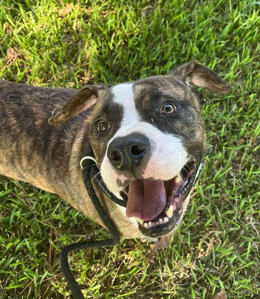 Westin #A4188, an adoptable Retriever in Halifax, NS, B3J 3A5 | Photo Image 6