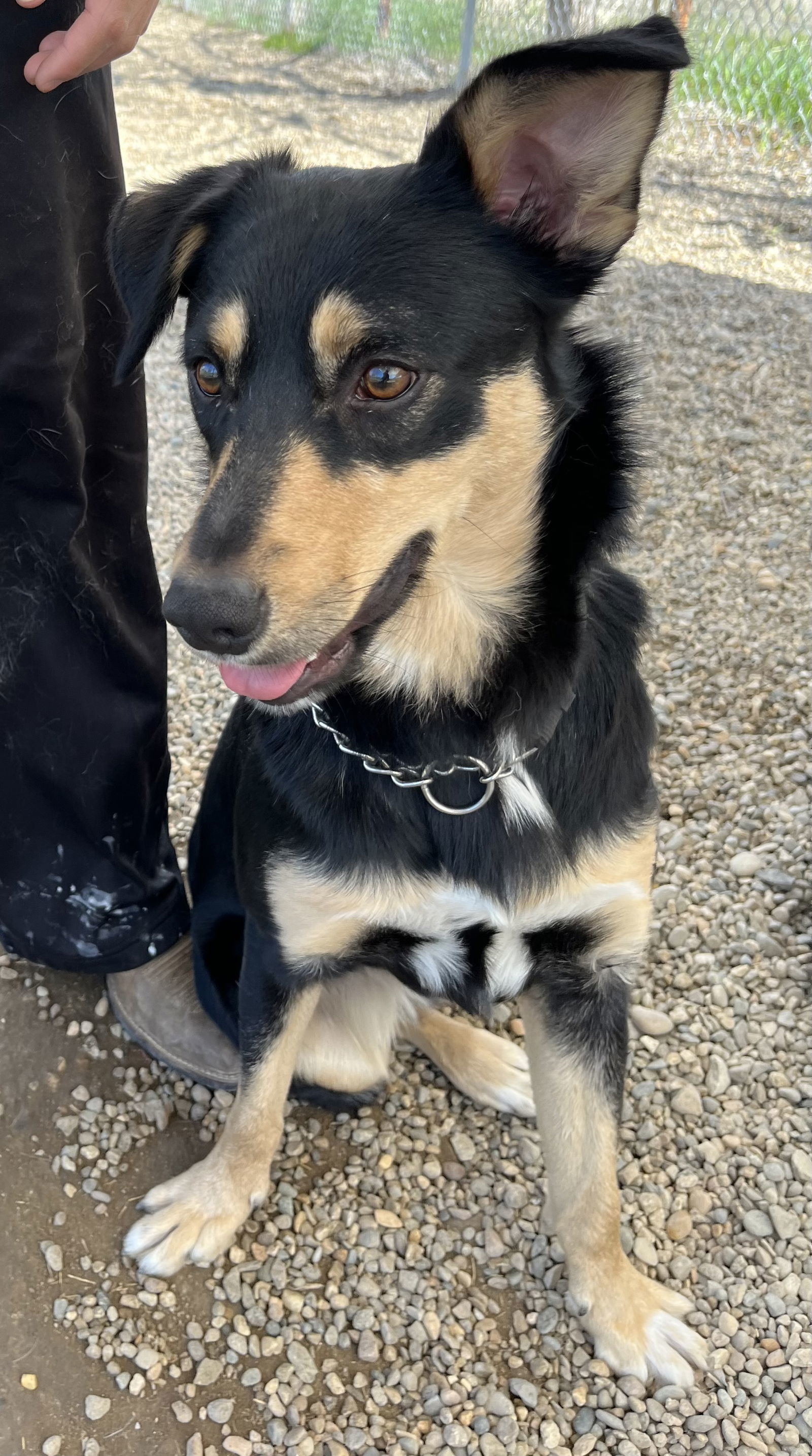 Archie, an adoptable Mixed Breed in Emmett, ID, 83617 | Photo Image 1