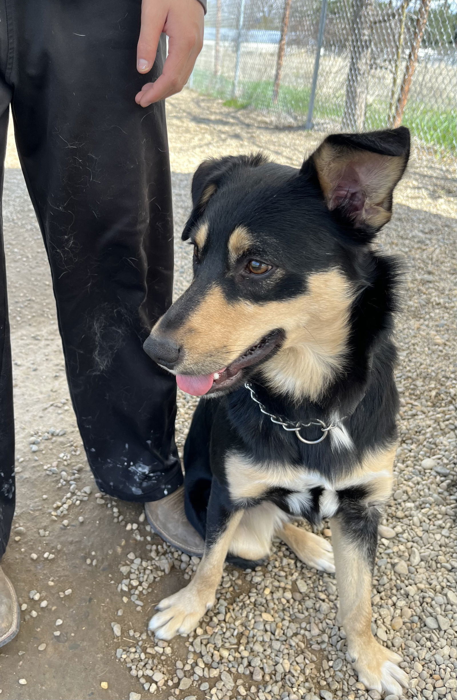 Archie, an adoptable Mixed Breed in Emmett, ID, 83617 | Photo Image 2