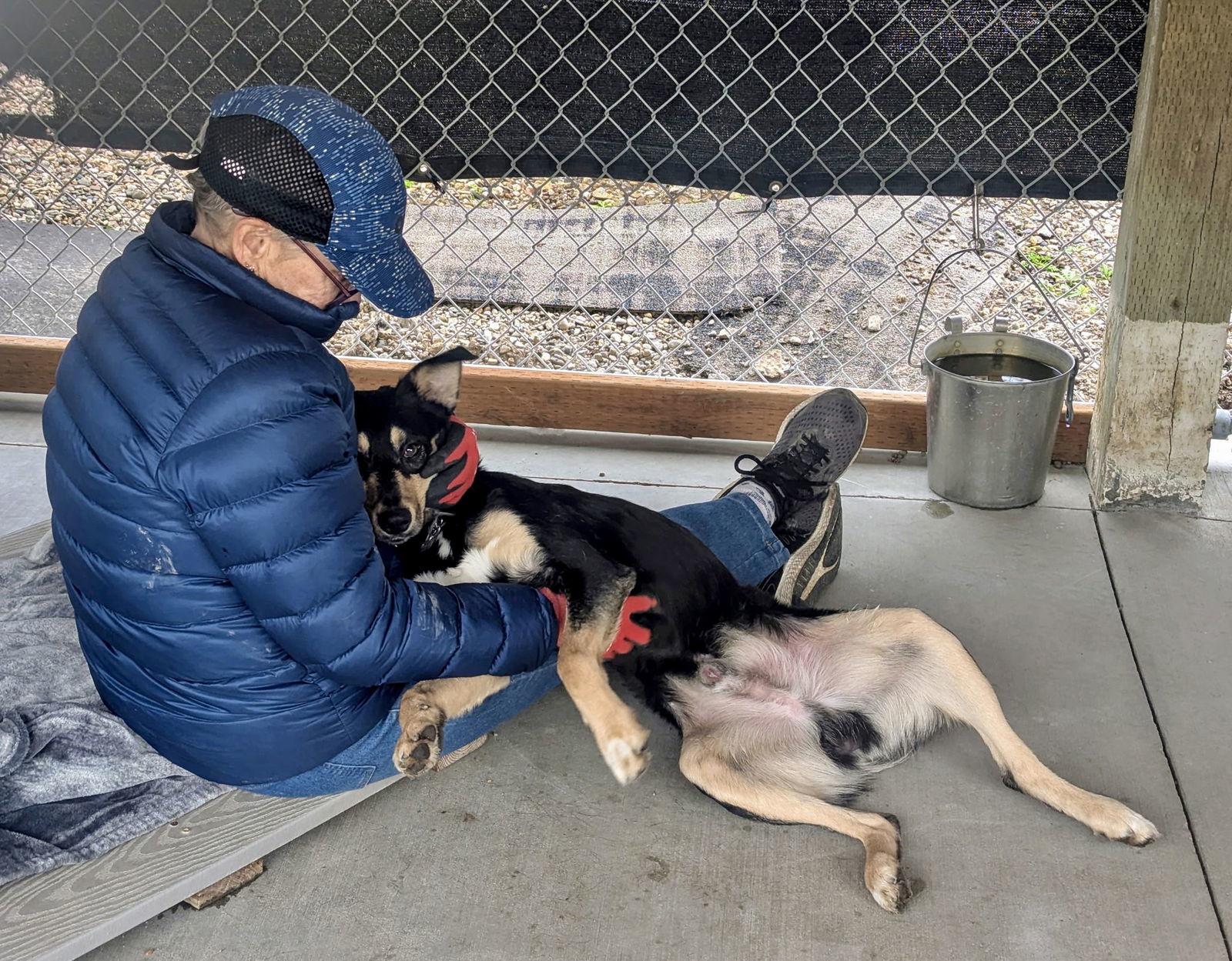 Archie, an adoptable Mixed Breed in Emmett, ID, 83617 | Photo Image 3