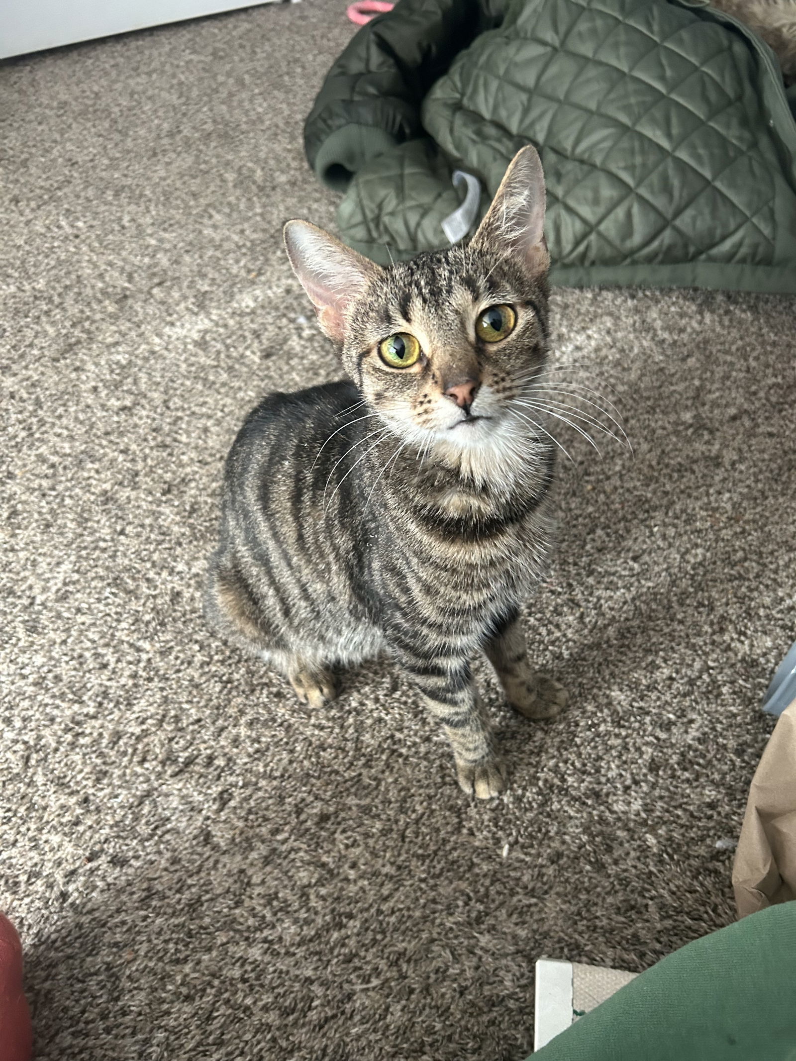 Sparkles, an adoptable Domestic Short Hair in Duluth, MN, 55807 | Photo Image 1