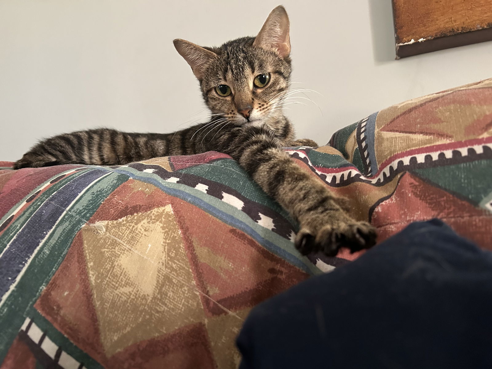 Sparkles, an adoptable Domestic Short Hair in Duluth, MN, 55807 | Photo Image 2