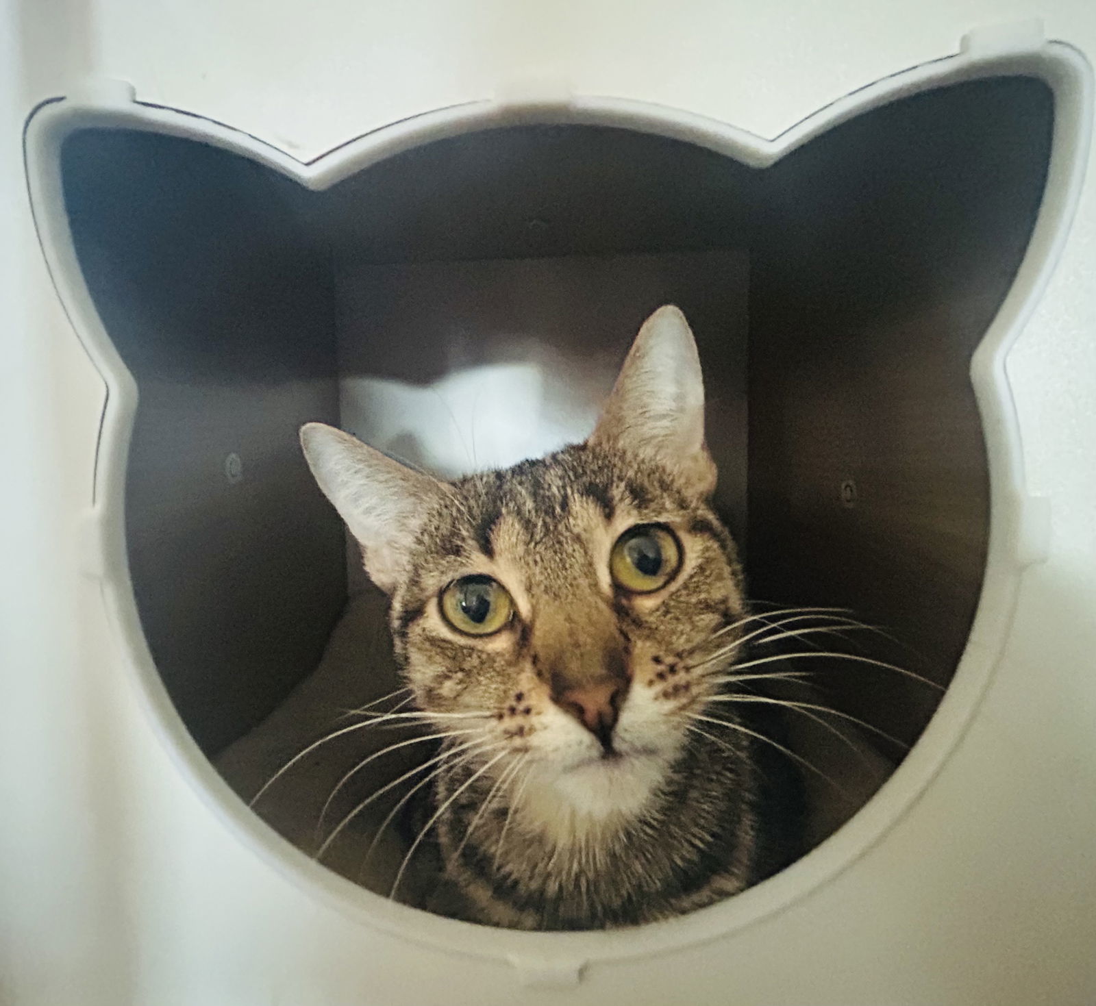 Sparkles, an adoptable Domestic Short Hair in Duluth, MN, 55807 | Photo Image 3