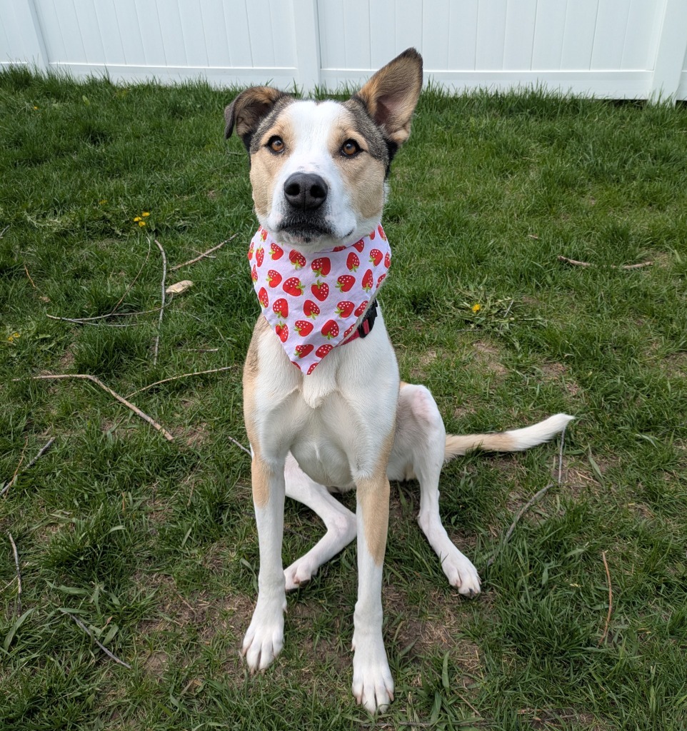 Ruby (Noodles), an adoptable American Staffordshire Terrier in Logan, UT, 84323 | Photo Image 2