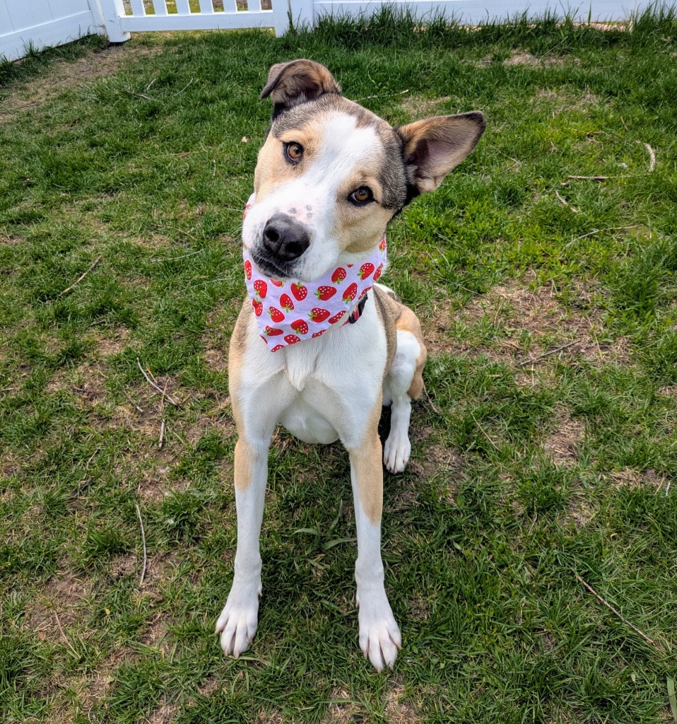 Ruby (Noodles), an adoptable American Staffordshire Terrier in Logan, UT, 84323 | Photo Image 3